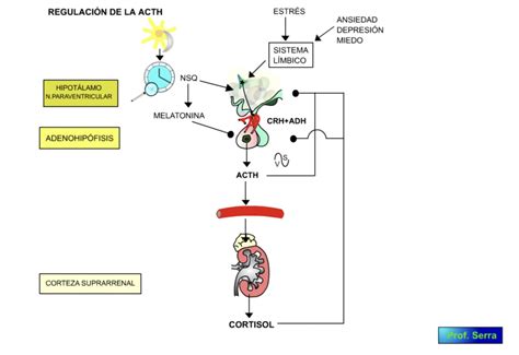 Acth Webfisio