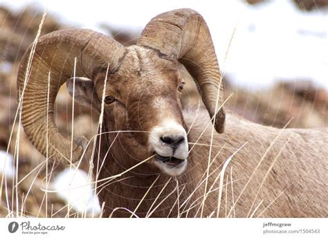 Snow Mountain Ram Animal