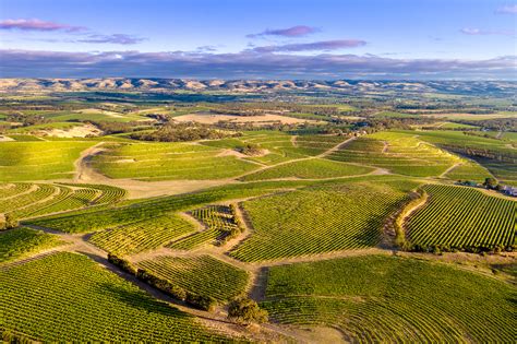 vintage reports mclaren vale wine region south australia