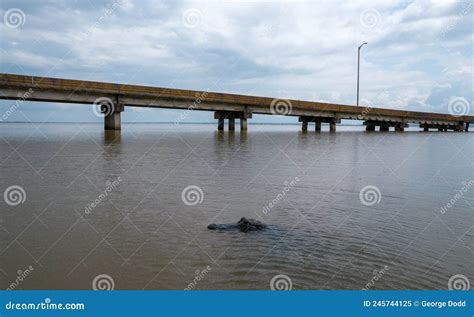 An American Alligator Near The Mobile Bay Causeway On The Alabama Gulf