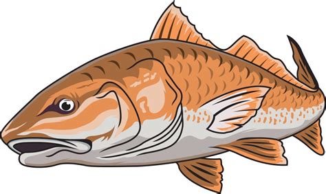 Redfish Fishing Logo Image Royalty Free Vector Image