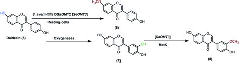 Biotransformation Pathways For Daidzein Catalyzed By The Resting