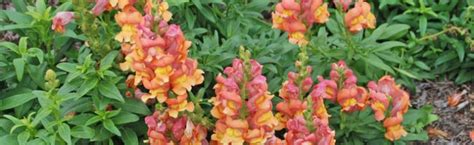 Deadheading Snapdragons :: Melinda Myers