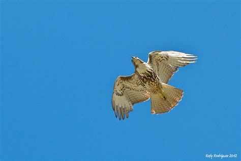 Red Tailed Hawk Guaraguao Buteo Jamaicensis Rafy Rodriguez Flickr