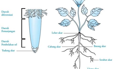 Contoh Gambar Akar Napas Gambar Bagian Tumbuhan Otosection