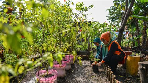 Gerakan Tanam Cabai Serentak Se Indonesia Di Berbagai Daerah Foto