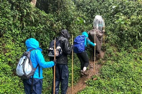 Tripadvisor Trekking Privado De Gorilas De D As En Uganda Ofrecido