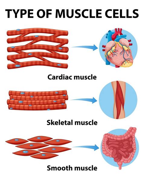 Type of muscle cells chart 1424590 Vector Art at Vecteezy