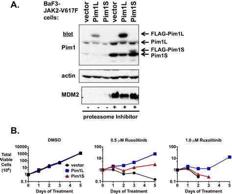 Exogenous Expression Of PIM1 Induces Ruxolitinib Resistance A PIM1L