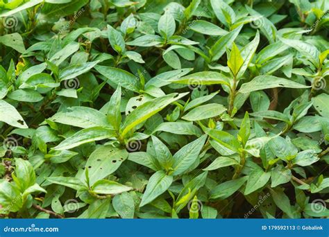 Vietnamese coriander stock image. Image of vietnamese - 179592113