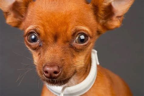 Discover The Vibrant Dachshund And Chihuahua Mix The Chihuahua Guide