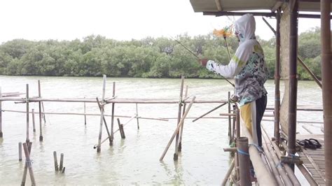 Barramundi 5 2kg Naik Dengan Selamat Di Rumpon Baru R Kalifa Menco