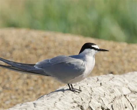 Aleutian tern - Facts, Diet, Habitat & Pictures on Animalia.bio