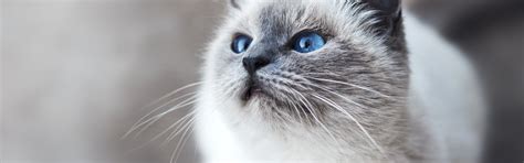 cats | 4 best free cat, animal, mammal and pet photos on Unsplash