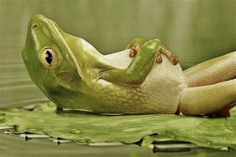 30 Hilarious Frog Memes: Laugh Out Loud Amphibian Humor