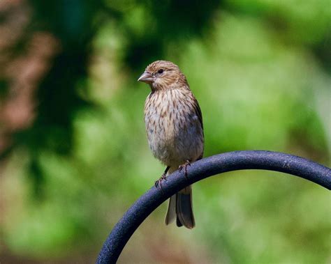 6 Important Facts to Know About a Bird Whistle and How to Use One ...