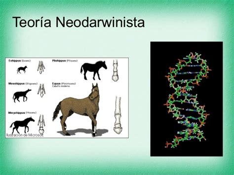 Teoria De La Evolucion De Neodarwinismo Dinami