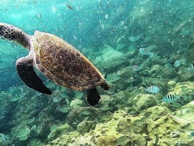 Angra Dos Reis Snorkel Ikigai Experience