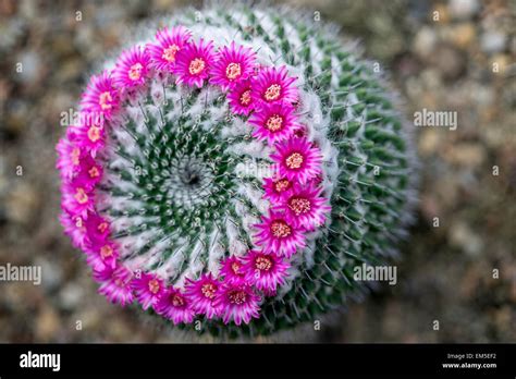 Cactus Mammillaria Mammillaria Sempervivi In Full Bloom Stock Photo