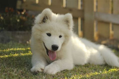 The Coolest Names For Your Dog Samoyed Dogs Dog Breeds Samoyed Puppy