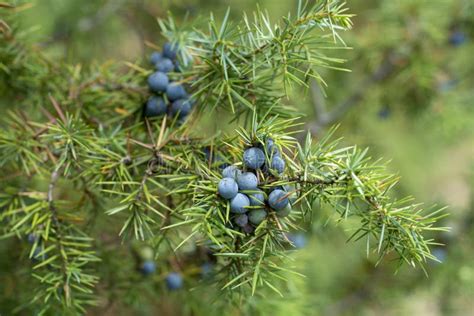 Juniperus Communis Rbol Imperecedero Del Enebro Imagen De Archivo