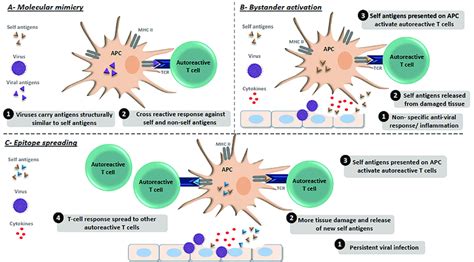 Molecular Mechanism Of Virus Induced Autoimmunity A Molecular