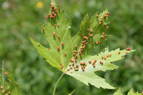 Gall Caused By Maple Bladder Gall Mite Or Vasates Quadripedes On Silver Maple Acer Saccharinum