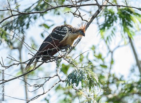 hoatzin stock photo adobe stock