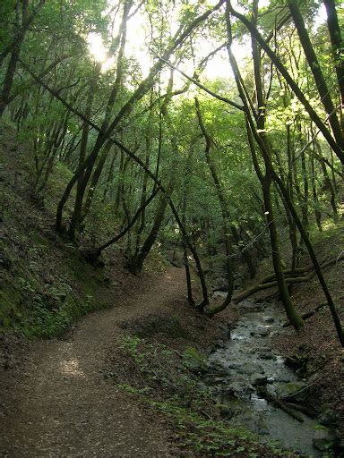 Forest At Hidden Villa Leor Pantilats Adventures