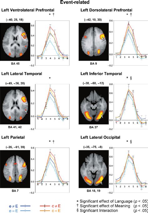 Group Level Activation Maps Relating To The Event Related Experiment