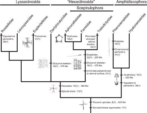 Figure 4 From Phylogeny And Evolution Of Glass Sponges Porifera