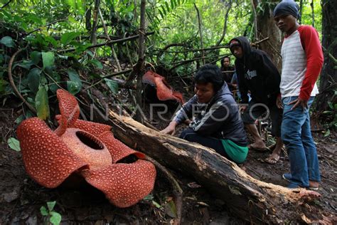 Dua Rafflesia Arnoldi Mekar Antara Foto