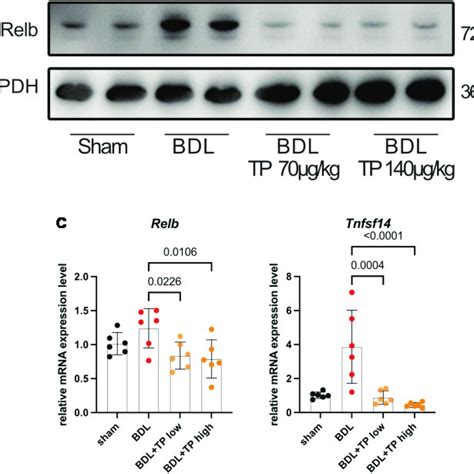 Triptolide Inhibits BDL Induced RelB And Its Downstream Gene