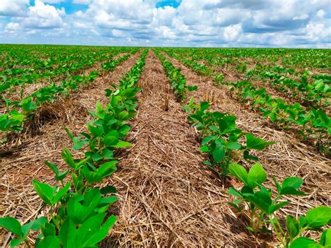 Descubra os benefícios do plantio direto e aumente a produtividade do