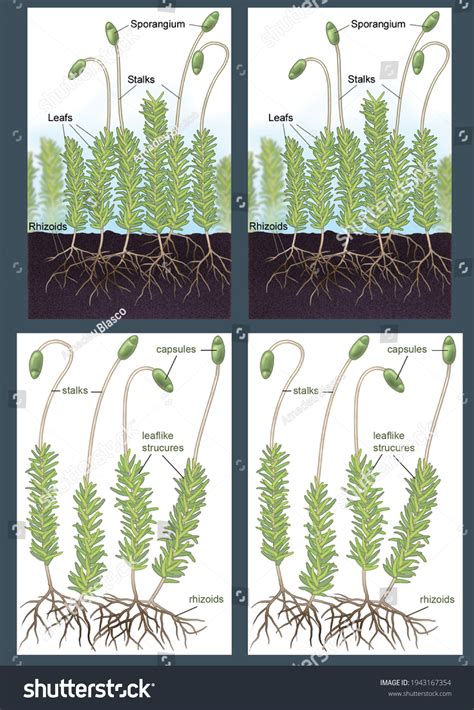 Bryophytes Morphology Life Cycle Mosses Digital Stock Illustration 1943167354