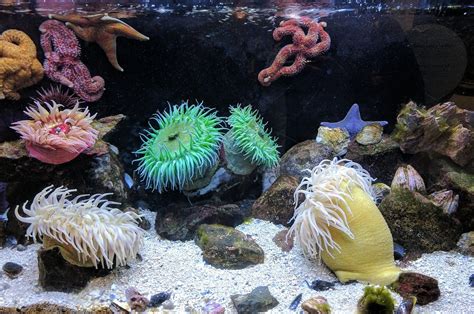 Sea Anemone Guide - Keeping Sea Anemones in a Reef Aquarium - CoralRealm