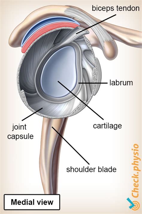 SLAP Lesion Physio Check