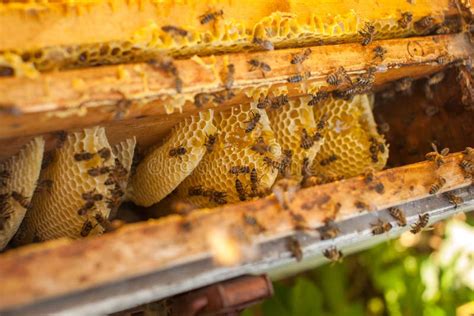 Honeycomb Beehive Frame Raw Honeycomb Frame With Honey Stock Image