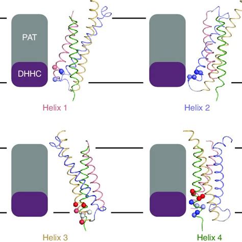 Pdf Stochastic Palmitoylation Of Accessible Cysteines In Membrane