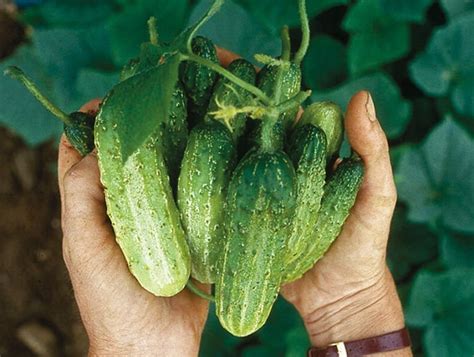 National Pickling Cucumber Seeds Specially Bred Best Etsy