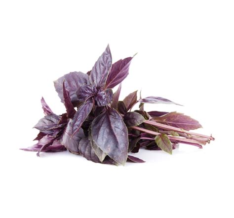 RED BASIL | Subati Group