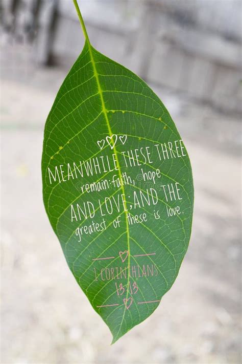 Green Leaf With Bible Verse Stock Photo Image Of Food Tree 188296476