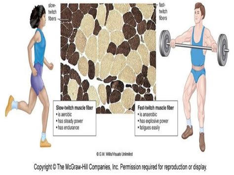 Understanding Sarcopenia