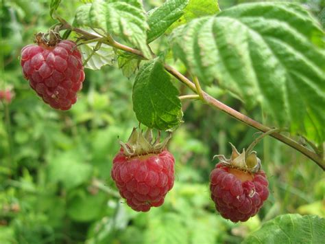 Fondos De Pantalla Comida Rama Fruta Fresas Frambuesas Grosella