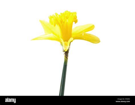 Daffodil Stock Photo Alamy