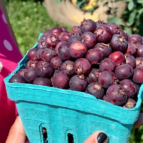 Red House Garden: Juneberries