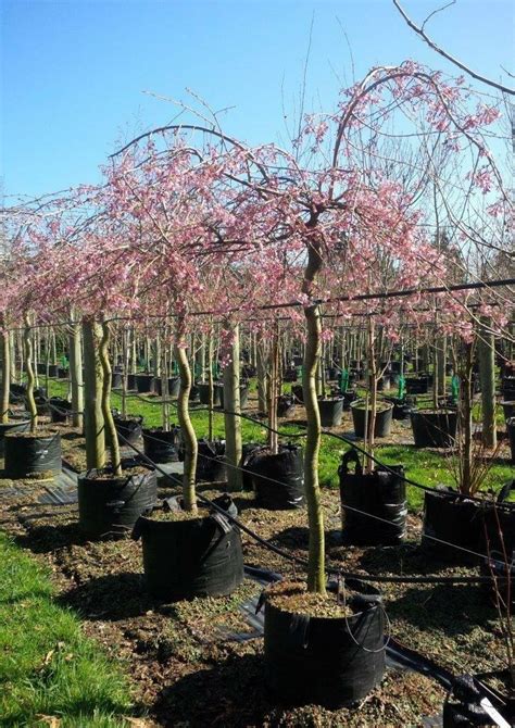 Prunus Pendula Rosea Weeping Rose Bud Cherry