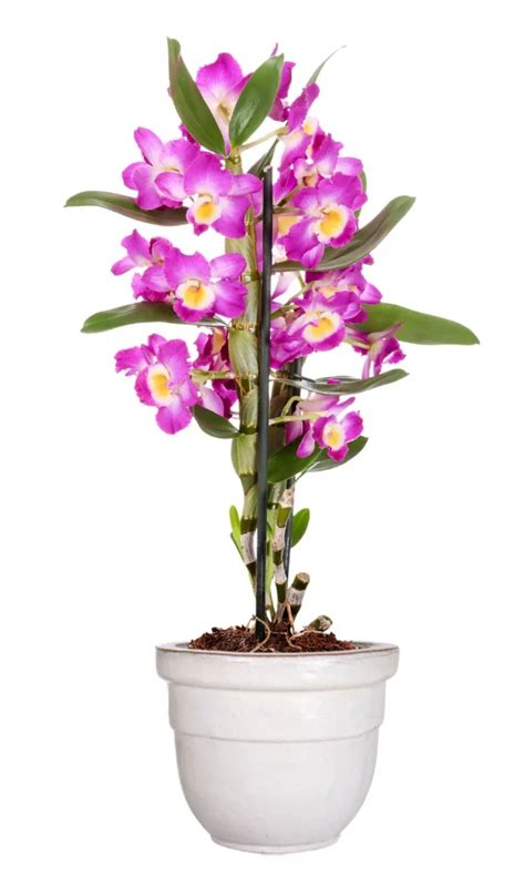 Orchidea Dendrobium Semplici Cure GebEarth