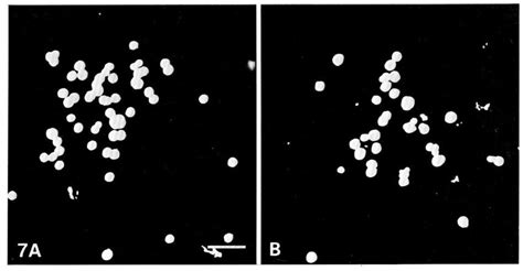 The division rate of blastomeres in culture compared with that in the ...