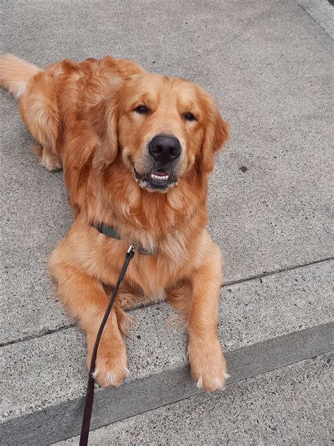 Excellent Manners | High Expectations Dog Training